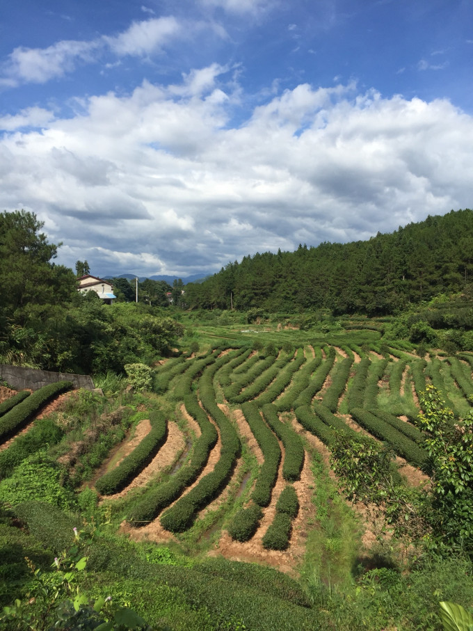 武夷山岩茶村